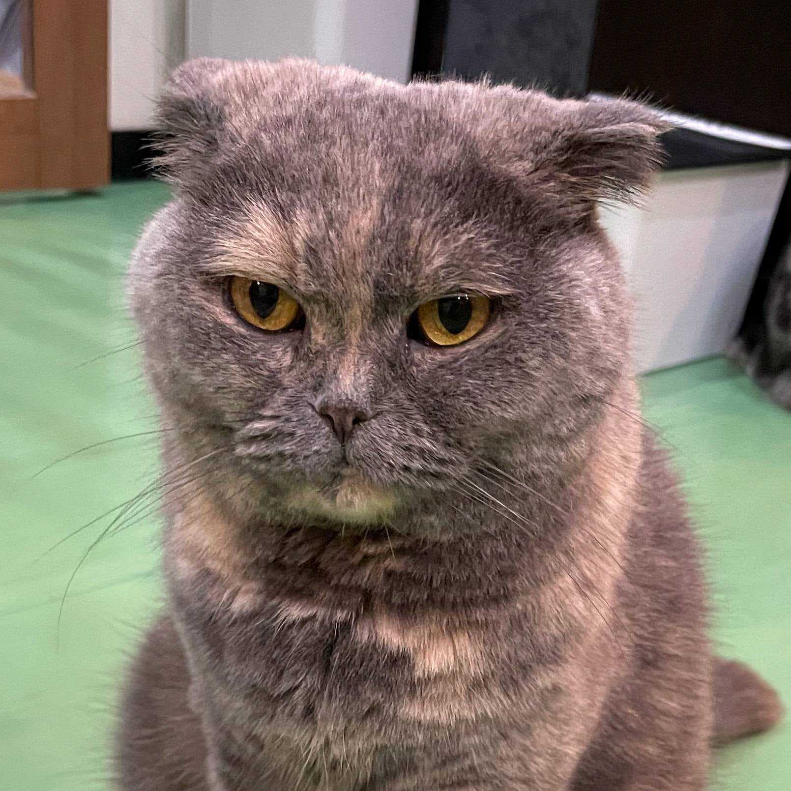 A picture of a brown grumpy cat in a cat cafe in Osaka, Japan